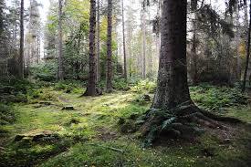 Kinnoull Hill Woodland Park